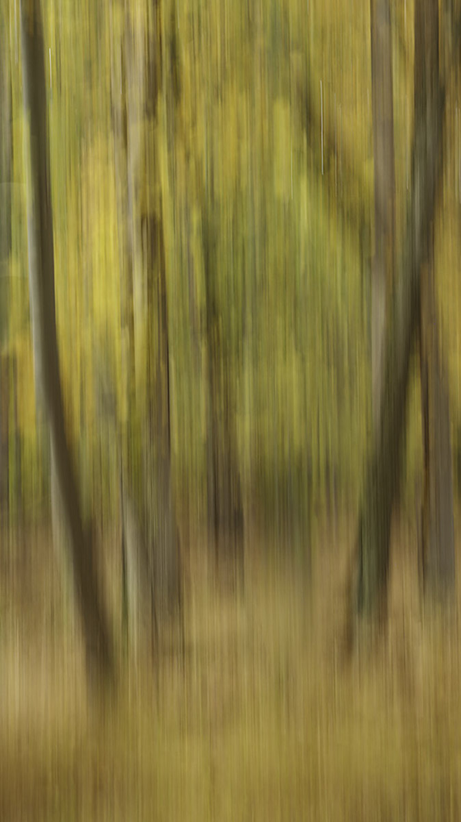 Greiss Jill Fall ICM Pictorial   Class B 20260415